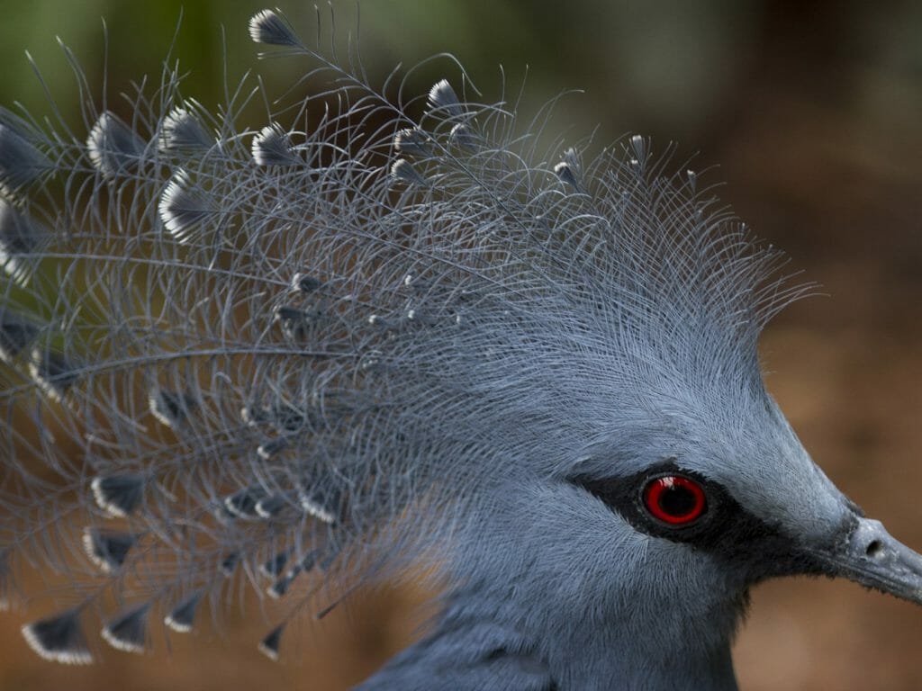Victoria Crowned Pigeon, Papua New Guinea