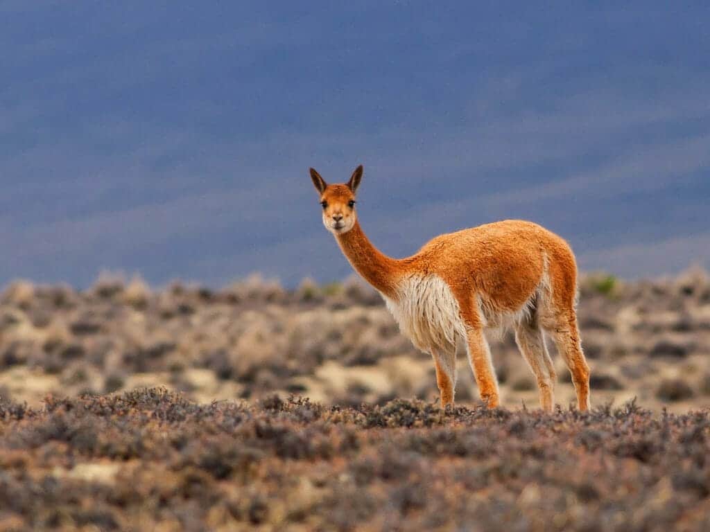 Vicuna, Salinas y Aguada Blanca National Reservation, Arequipa, Peru
