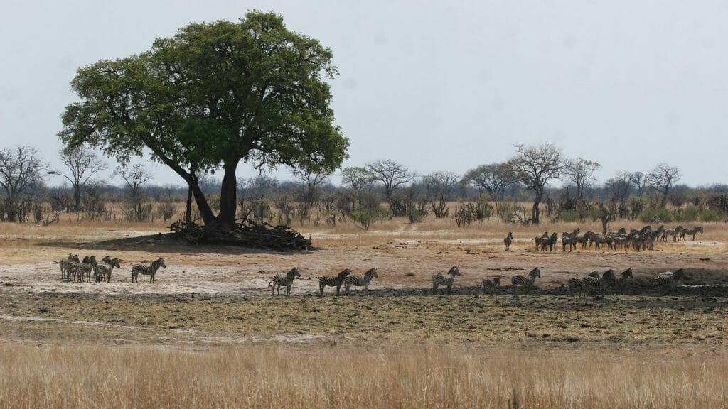 Camp Hwange, Hwange, Zimbabwe