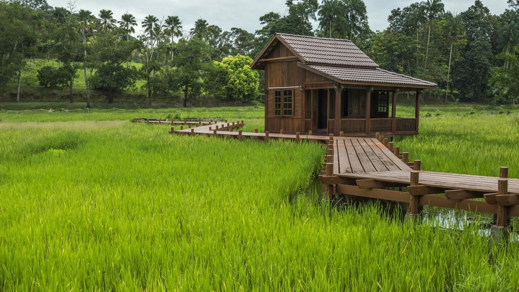 Village House in a Paddy Field, Battambang, Cambodia