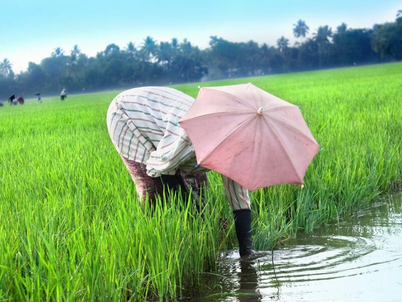 Villager, Paddy Field, Kerala, India