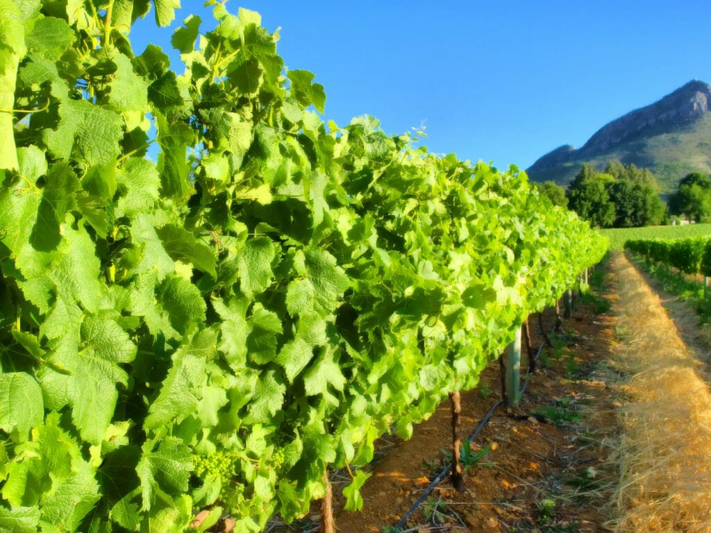 Vineyard, South Africa