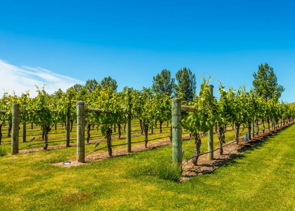 Vineyards in Napier, New Zealand