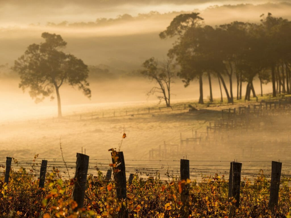 Vineyards, Margaret River, Australia