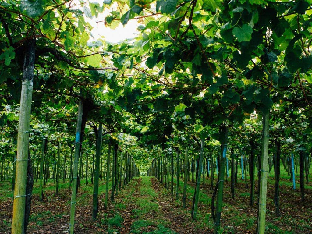 Vineyards, Spain, Basque Region