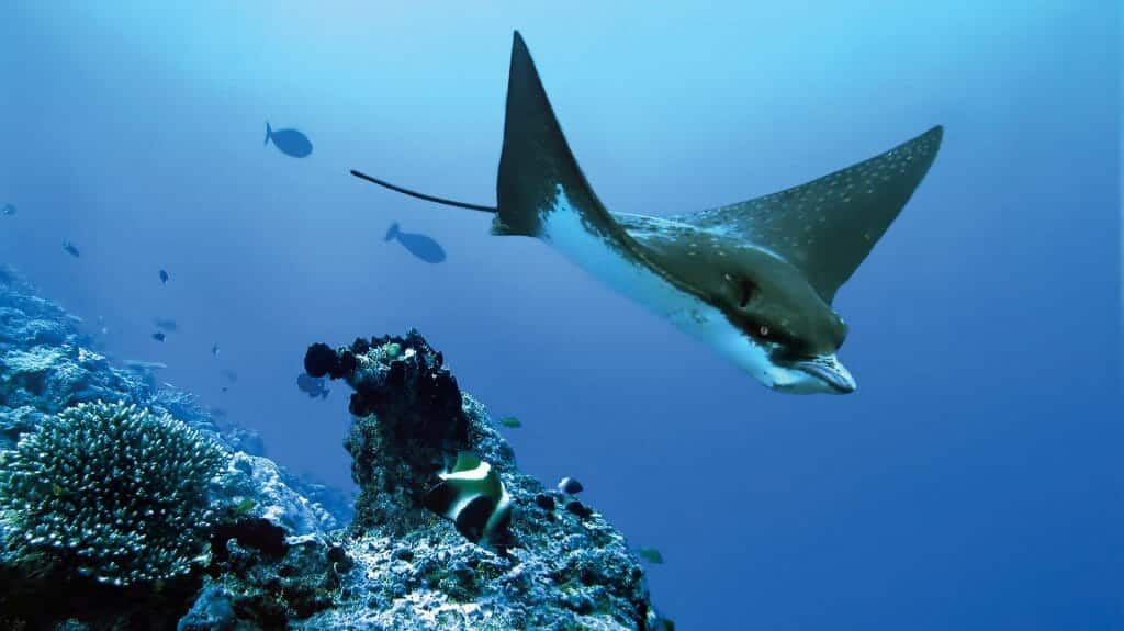 Wa Ale Resort, Eagle Ray, Mergui, Myanmar