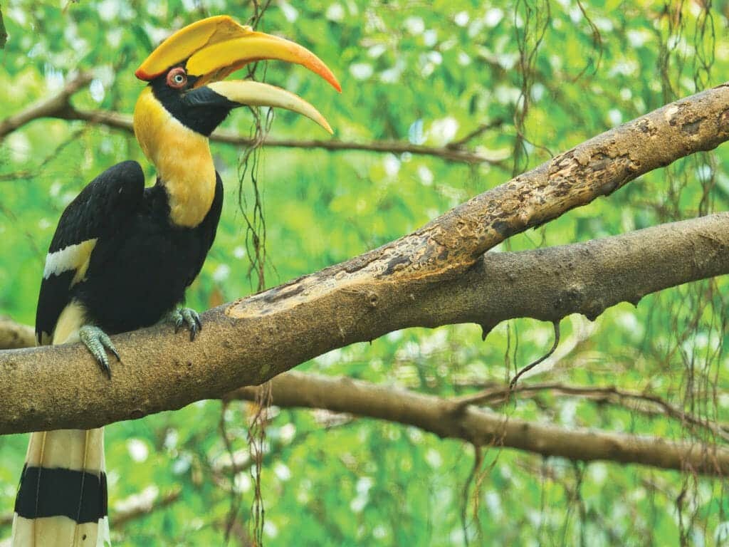 Wa Ale Resort, Giant Hornbill, Mergui, Myanmar