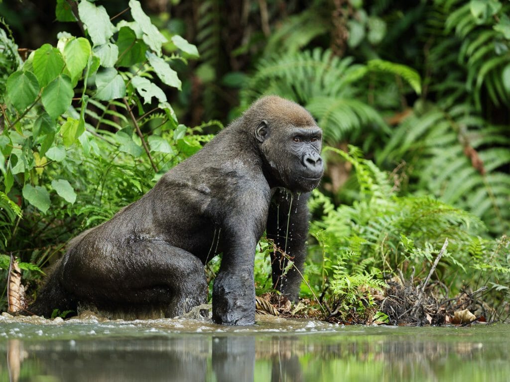 Western lowland gorilla in water, Gabon