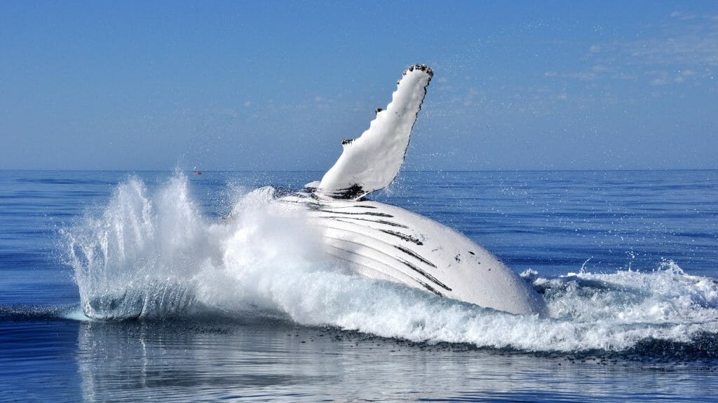 Whale Breach off coast of Western Australia