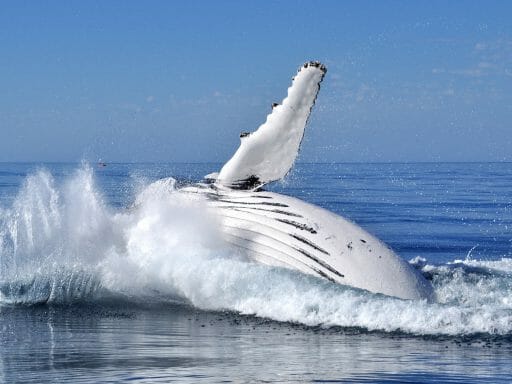 Whale Breach off coast of Western Australia