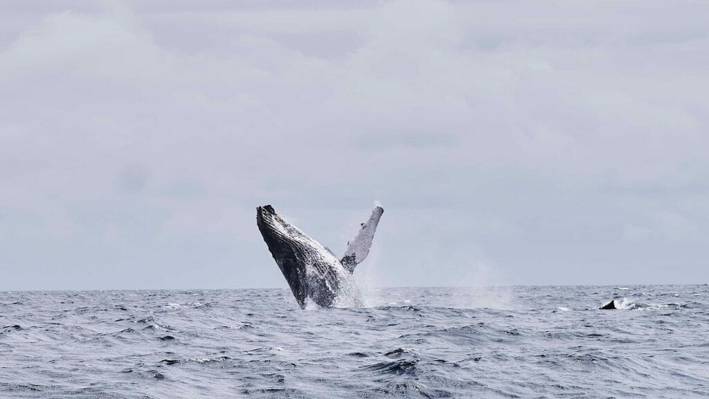 Whale Breaching, Sao Tome and Principe