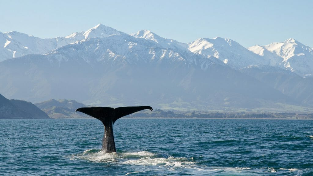 Whale, Kaikoura, New Zealand