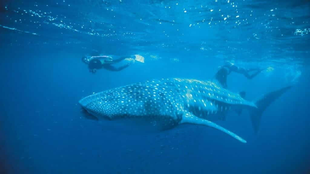 Swimming with whale sharks