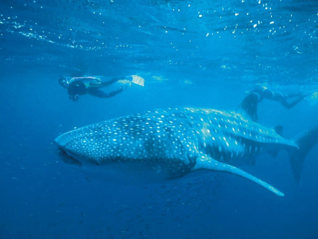 Whale shark underwater with snorkeller alongside.