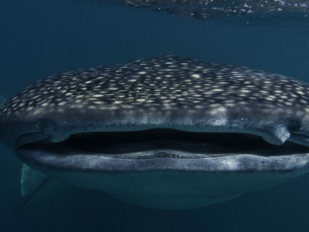 Whale shark, Djibouti