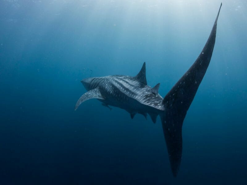 Tale end of a whale shark as it swims away.
