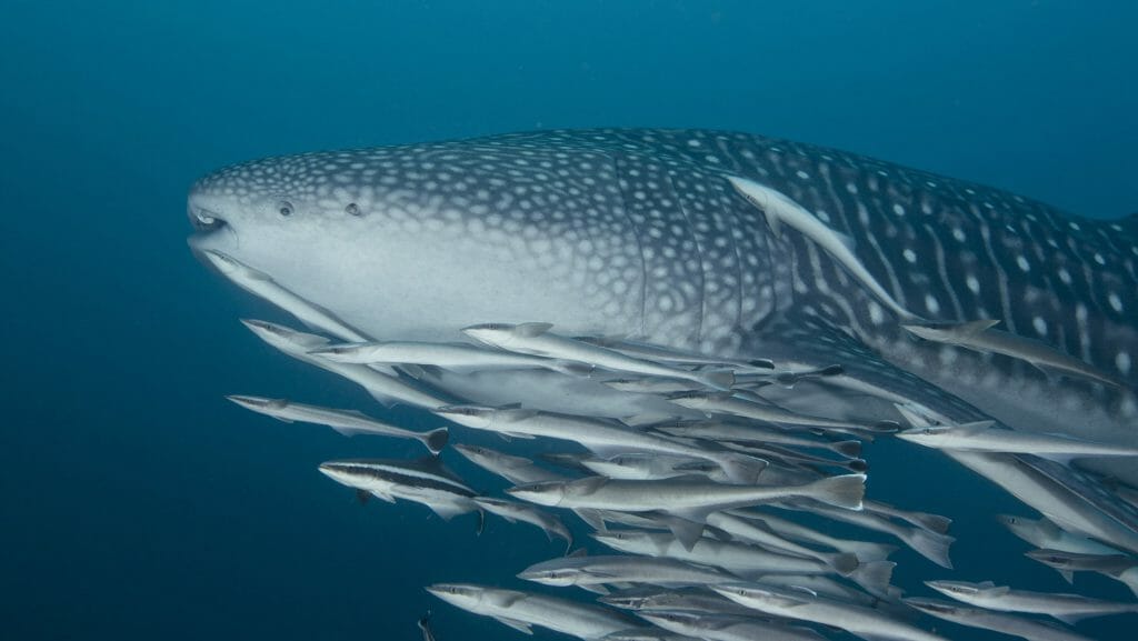 Whale Shark, Oman