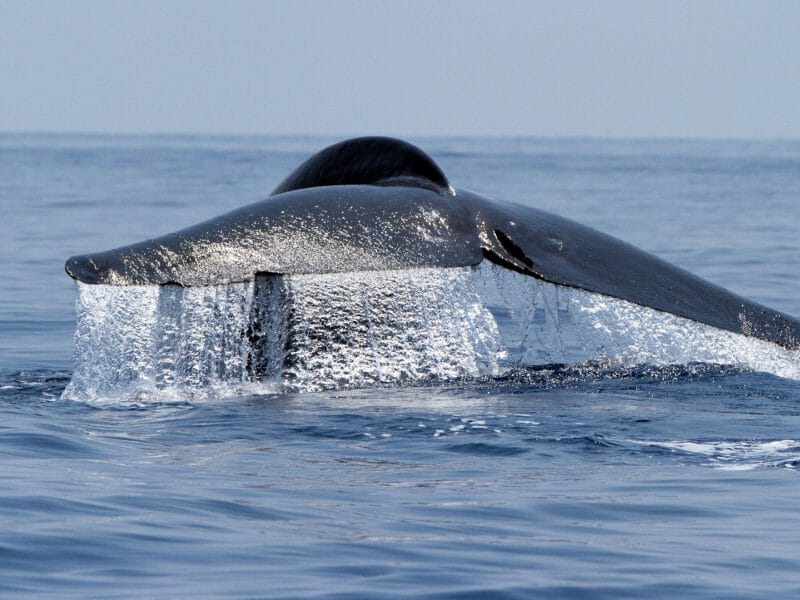 Whales, Trincomalee, Sri Lanka
