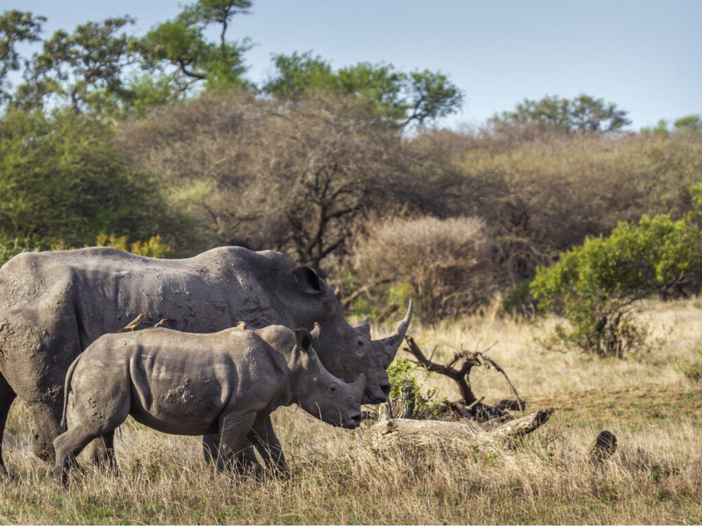 Southern White Rhinoceros, Kruger National Park, South Africa