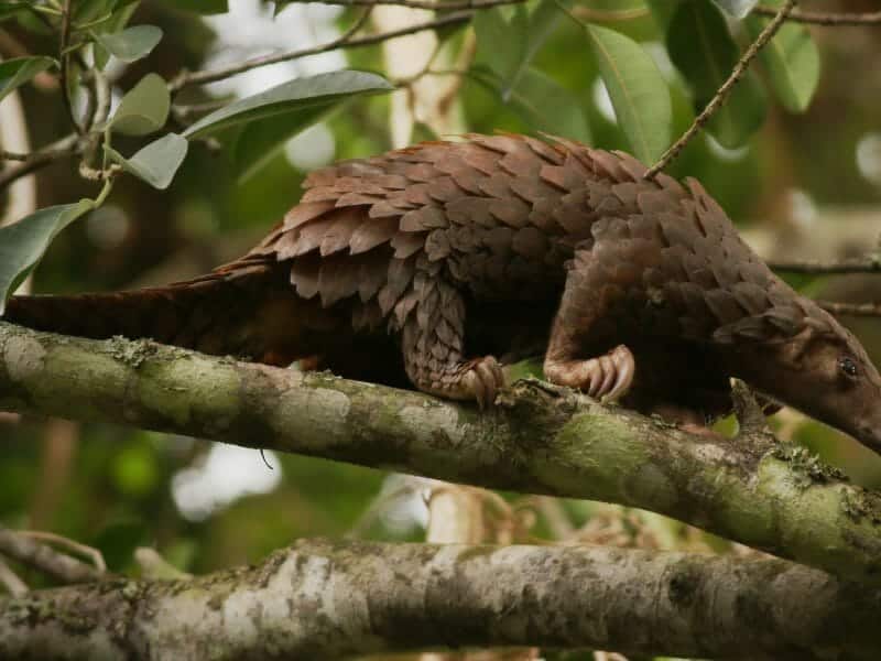 White-bellied pangolin, Central African Republic