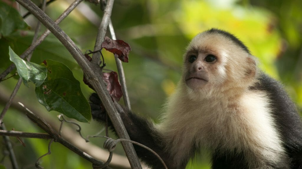 White Faced Capuchin Monkey, Ometepe Island, Nicaragua