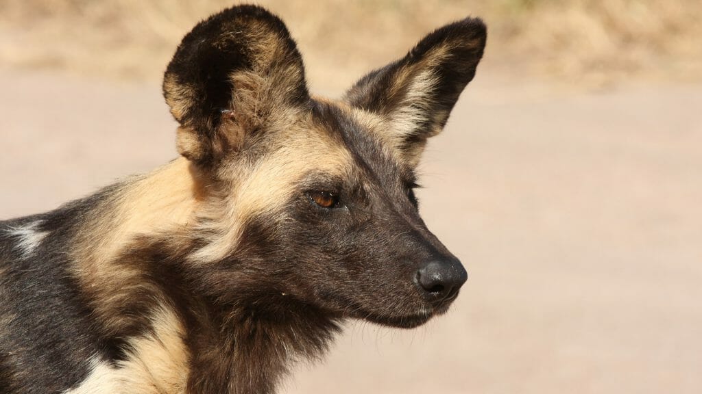 Wild dog, Selinda Reserve, Botswana