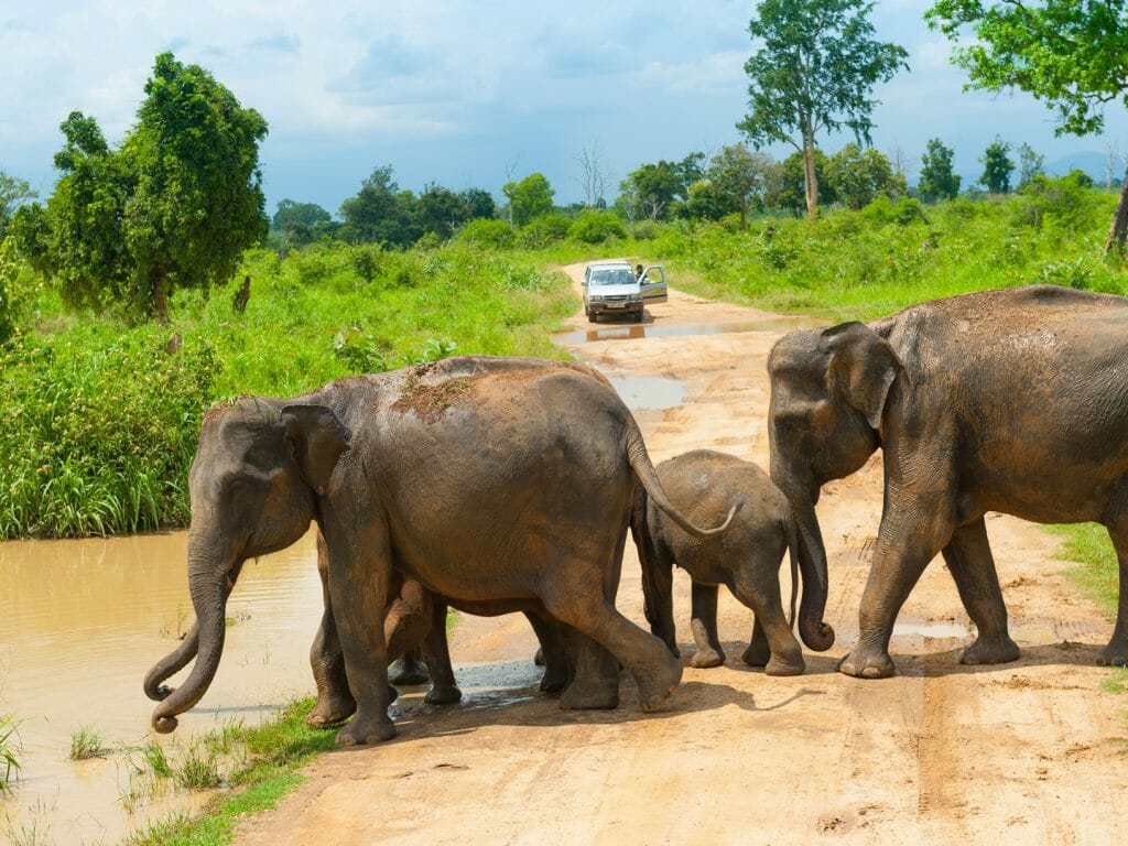 Wild Elephants, Uda Walawe NP, Sri Lanka