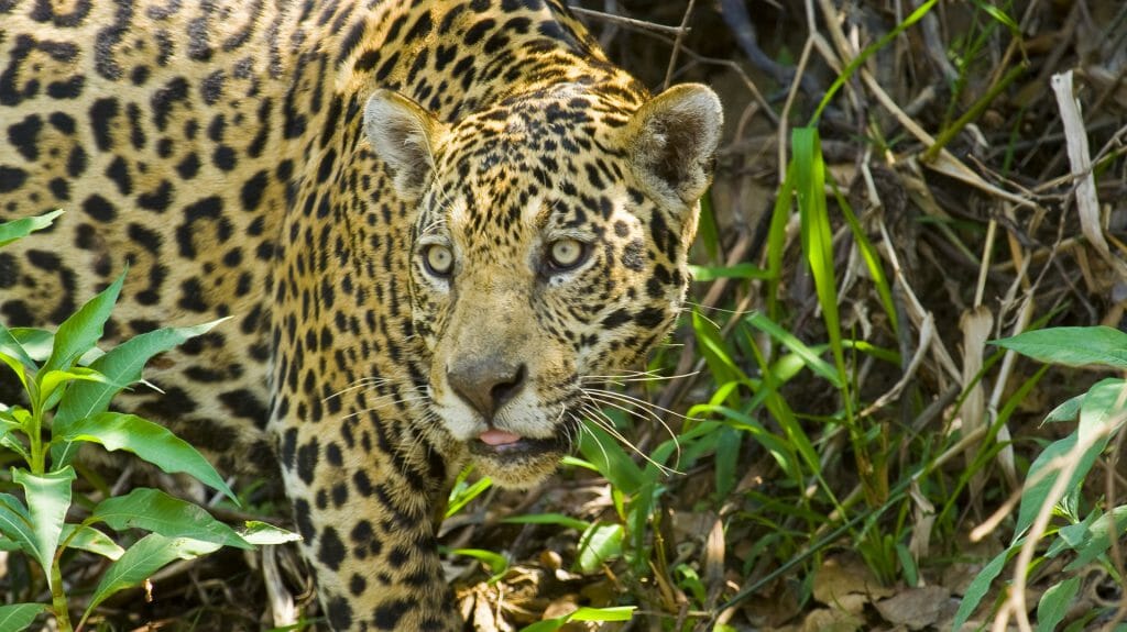 Wild Jaguar, Brazil