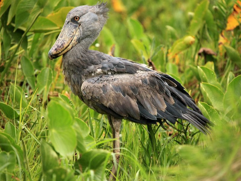 Wild Shoebill, Lake Opeta, Uganda