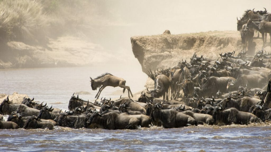 Wildebeest Migration, Kenya