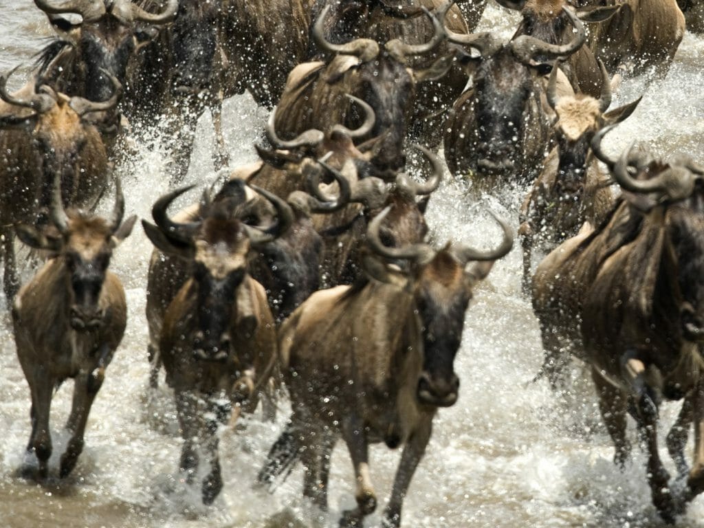 Wildebeest Migration, Serengeti, Tanzania