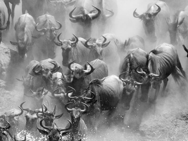 Wildebeest Migration, Tanzania