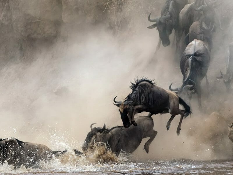 Wildebeests crossing river, Serengeti National Park, Tanzania