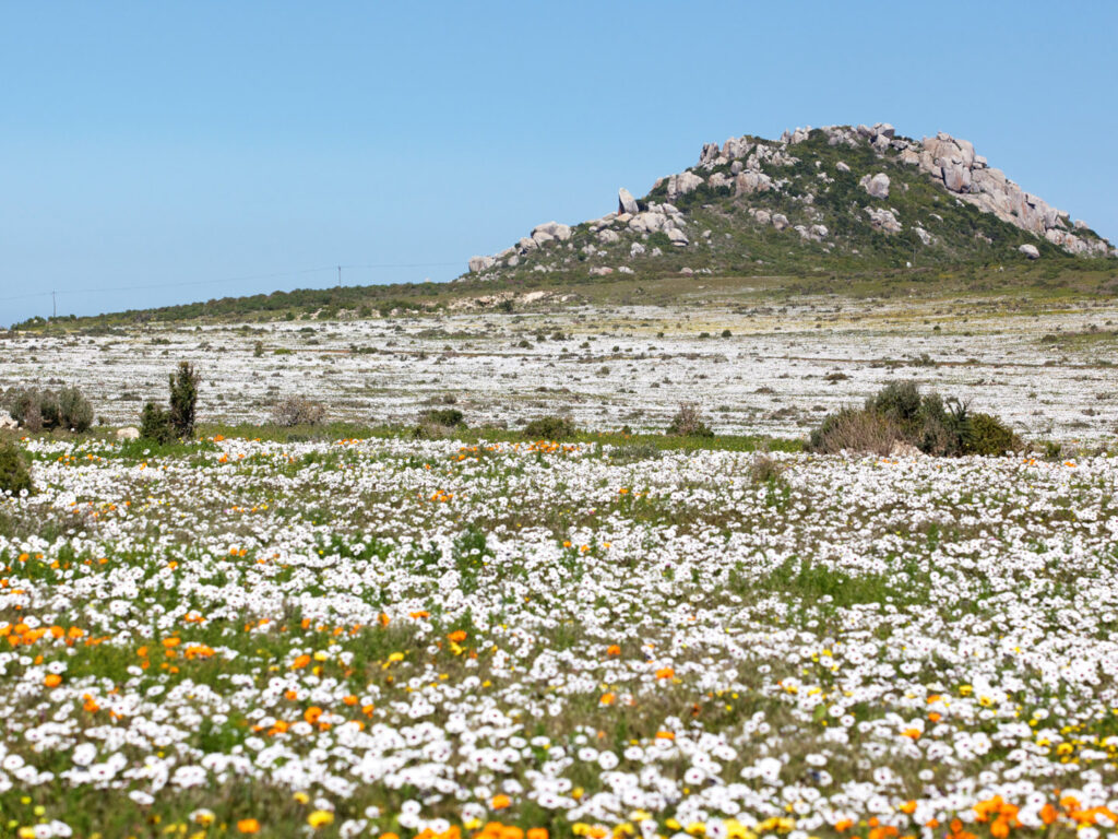 Wildflowers, Cape, South Africa