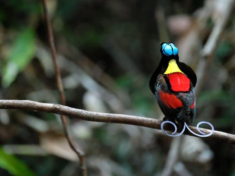 Wilsons bird of paradise, Indonesia