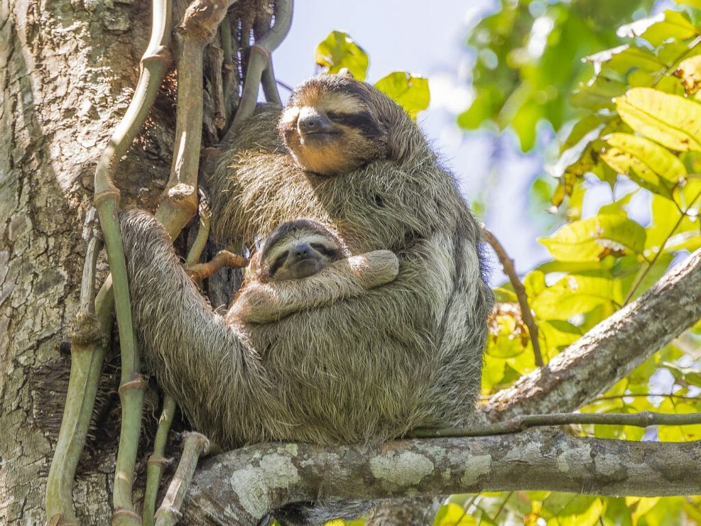Two Toed Sloth and Baby, Cahuita National Park, Costa Rica