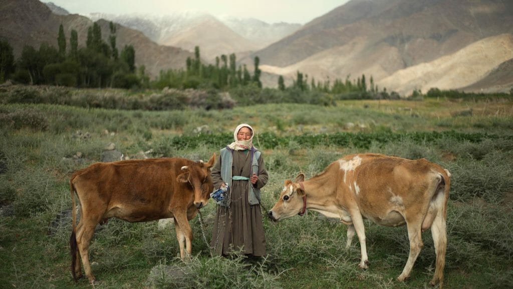 Woman and cows, Ladakh, India