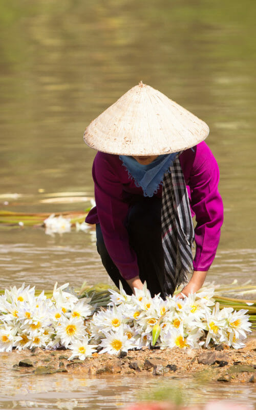 Woman preparing the water lily flowers for sale in Tinh Bien, An Giang, Vietnam