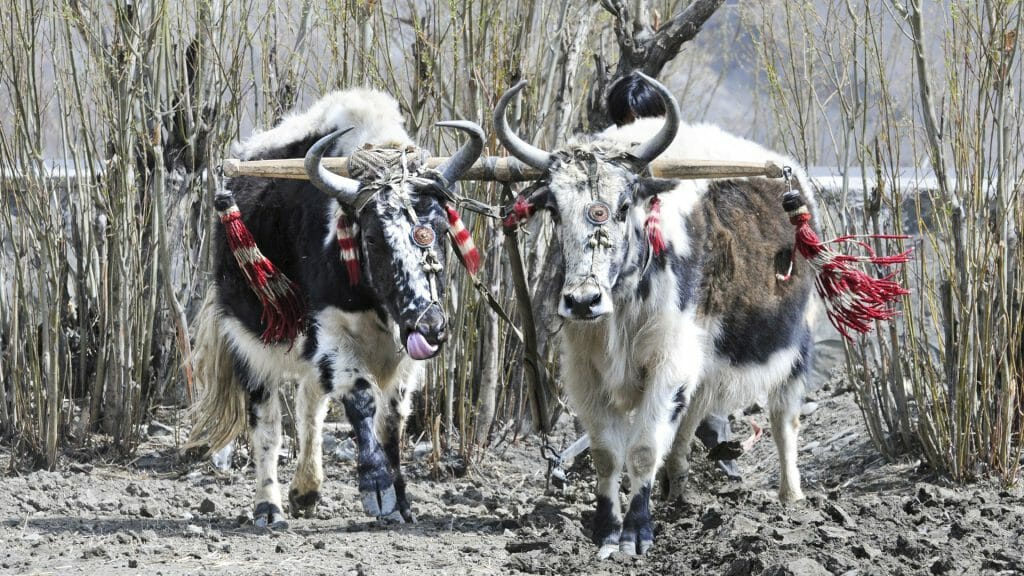 Working Yaks, Bhutan