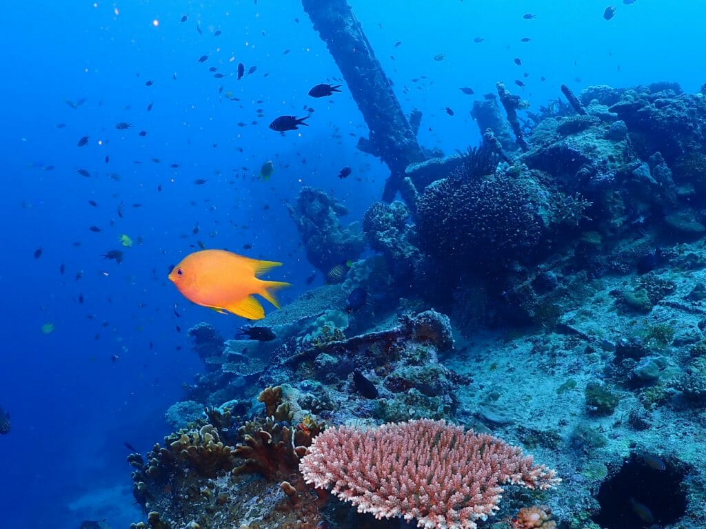 Underwater shot, bright blue water with fish swimming around underwater wreck.