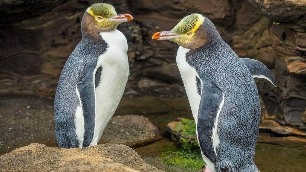Yellow Eyed Penguins, New Zealand