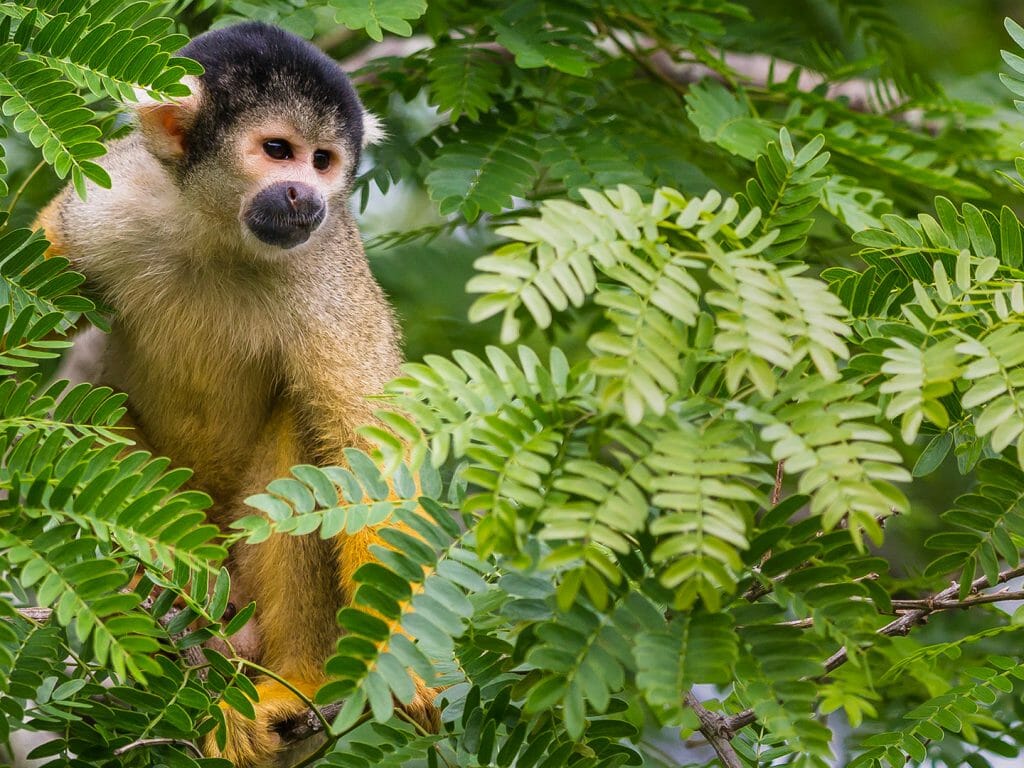 Yellow squirrel monkey in Bolvian Amazon jungle