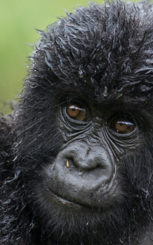 Young wet gorilla, Volcanoes National Park, Rwanda