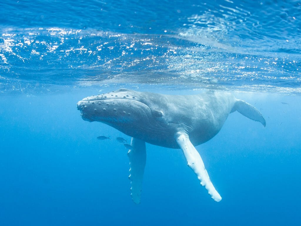 Humpback Whale, Caribbean Sea