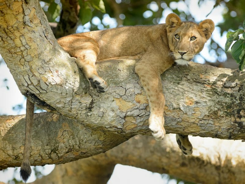 Young lion in a tree, Queen Elizabeth National Park, Uganda