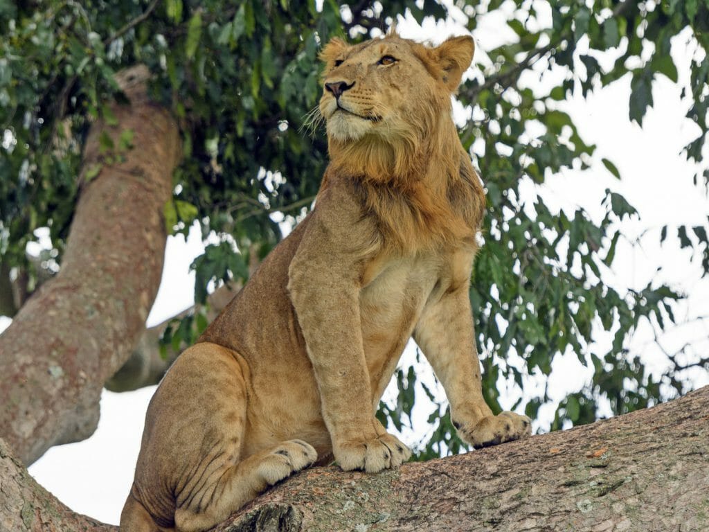 Young male lion in tree, Queen Elizabeth National Park, Uganda