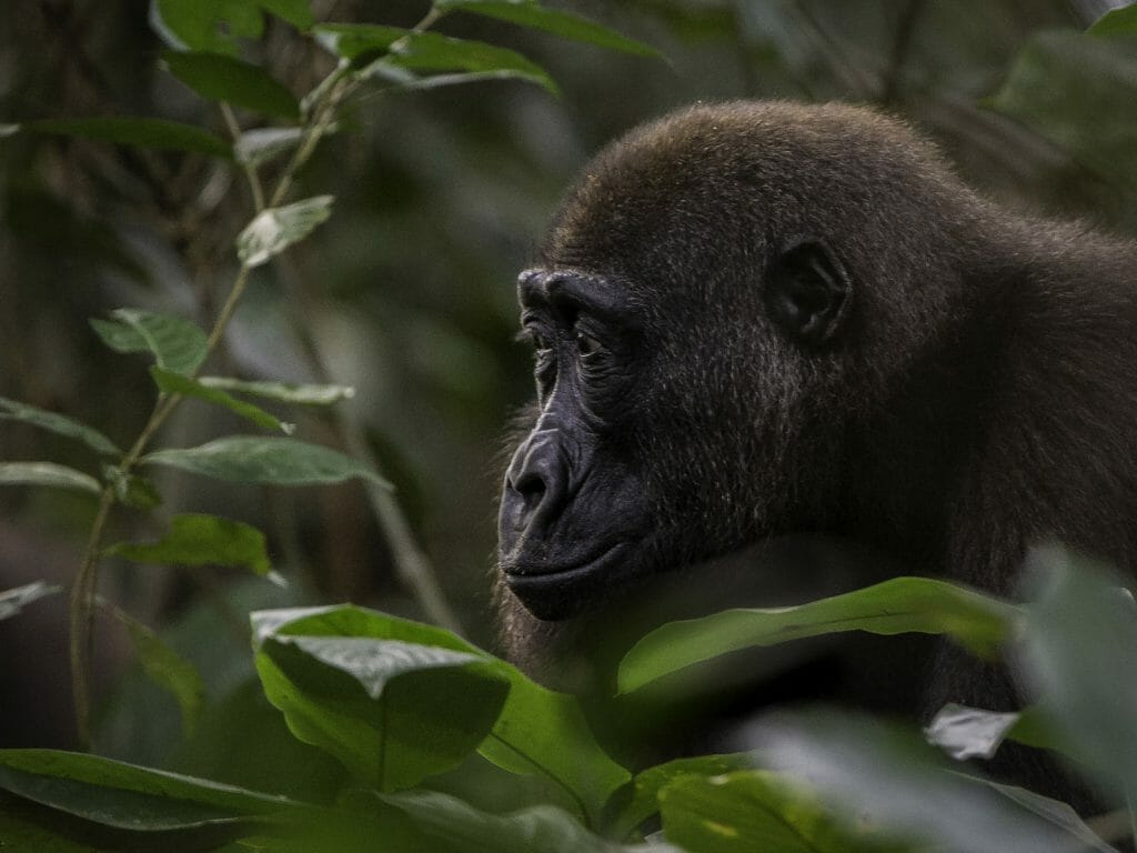 Young Male lowland Gorilla, Ngaga Camp, Odzala, Rep of Congo