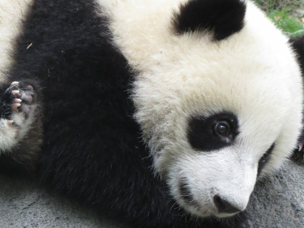 Close up of black and white young panda bear.