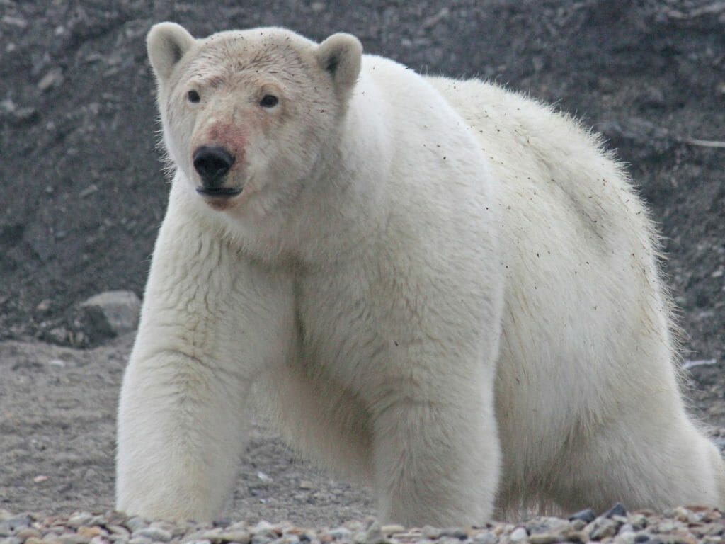 Young Polar Bear, Wrangel Island, Russian Arctic