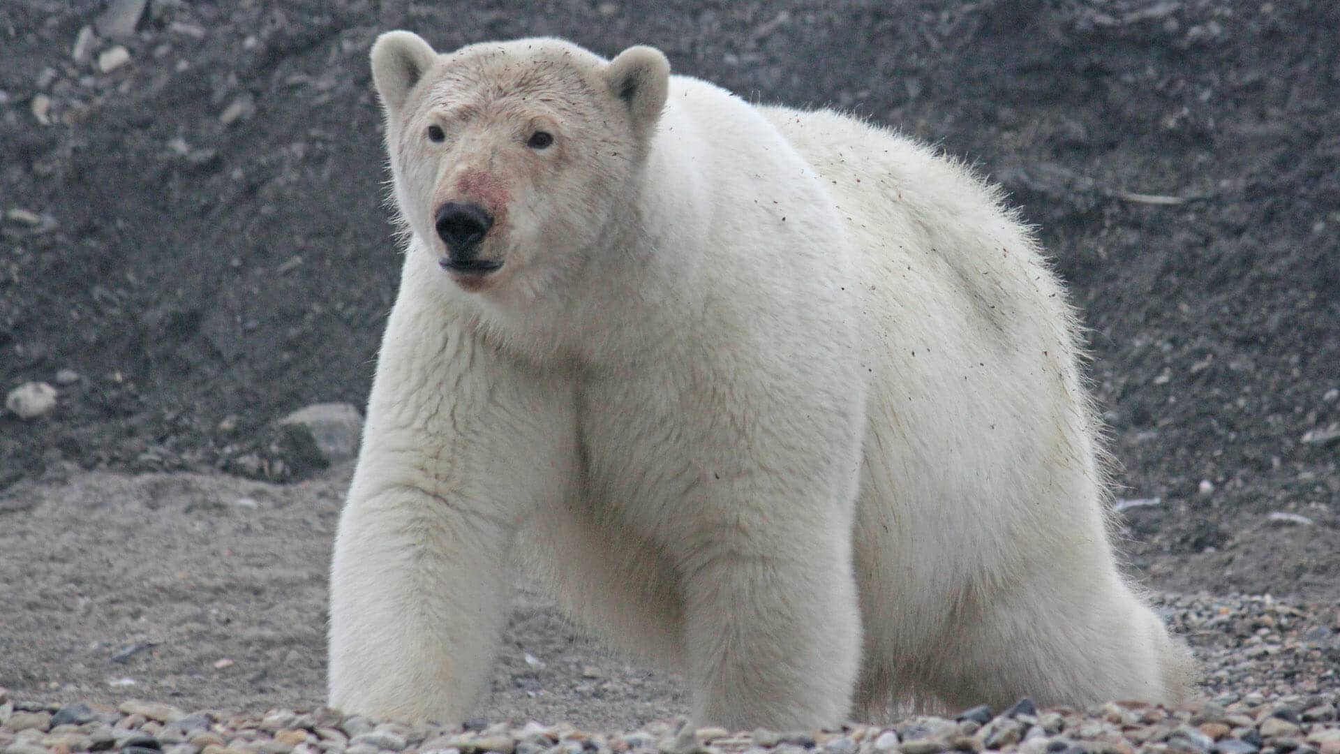 Wrangelling polar bears in the Russian Arctic Steppes Travel